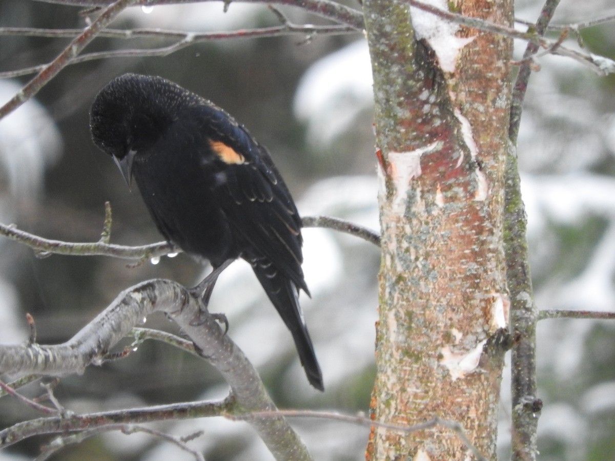 Red-winged Blackbird - ML645803467