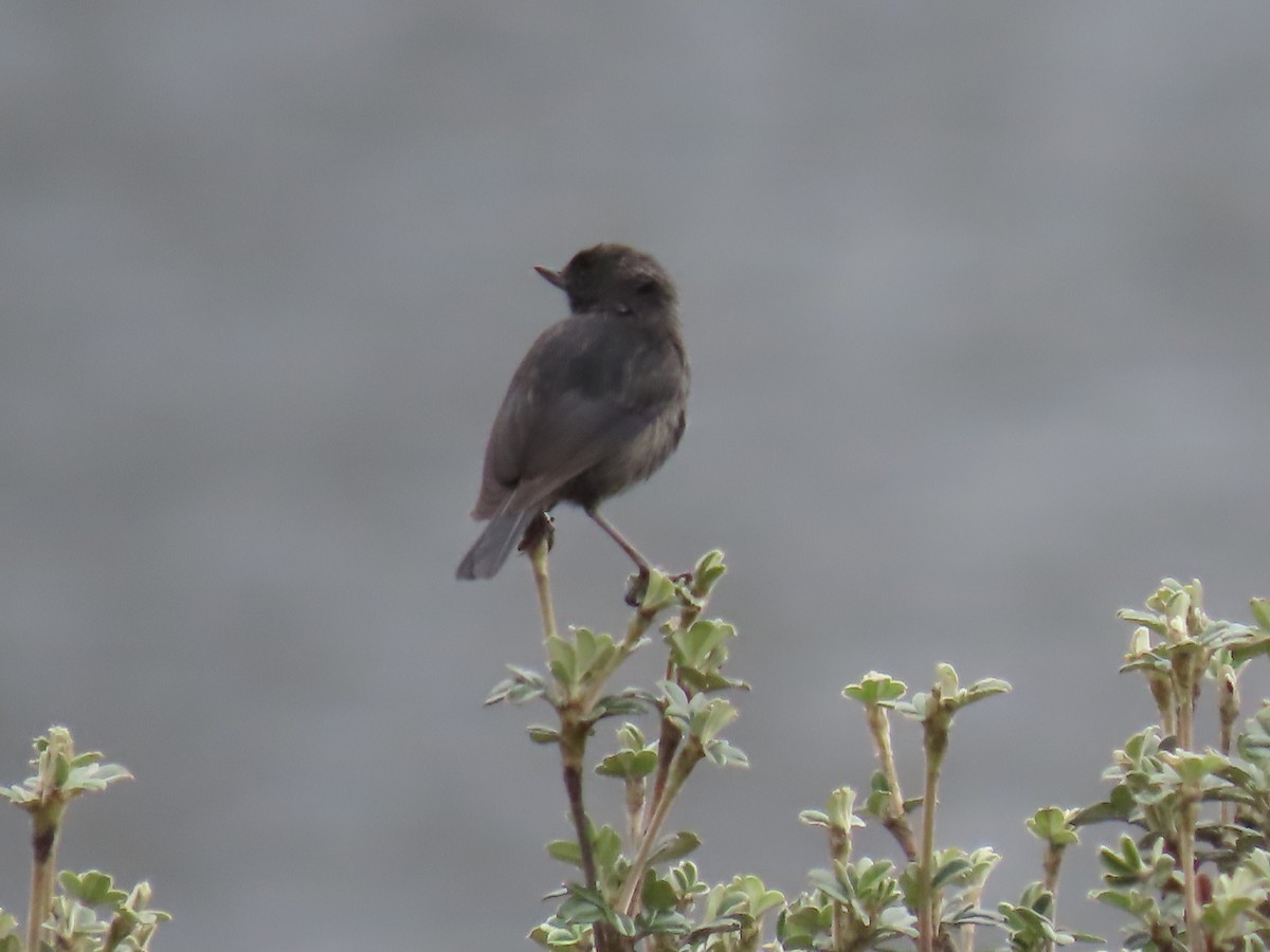 Black Flowerpiercer - ML645803475