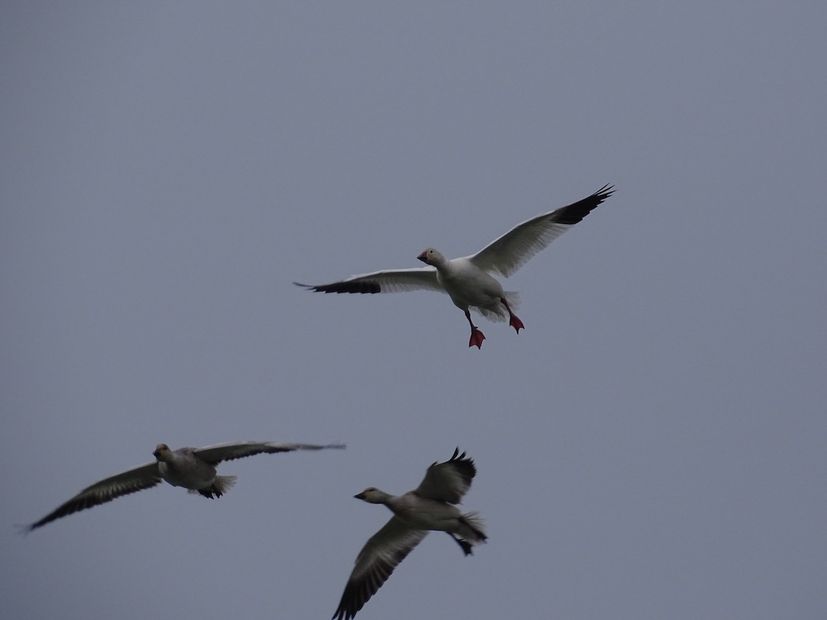 Цасны галуу - ML645803476