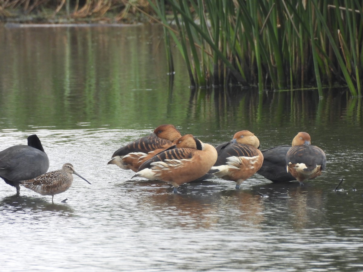 Fulvous Whistling-Duck - ML645803477