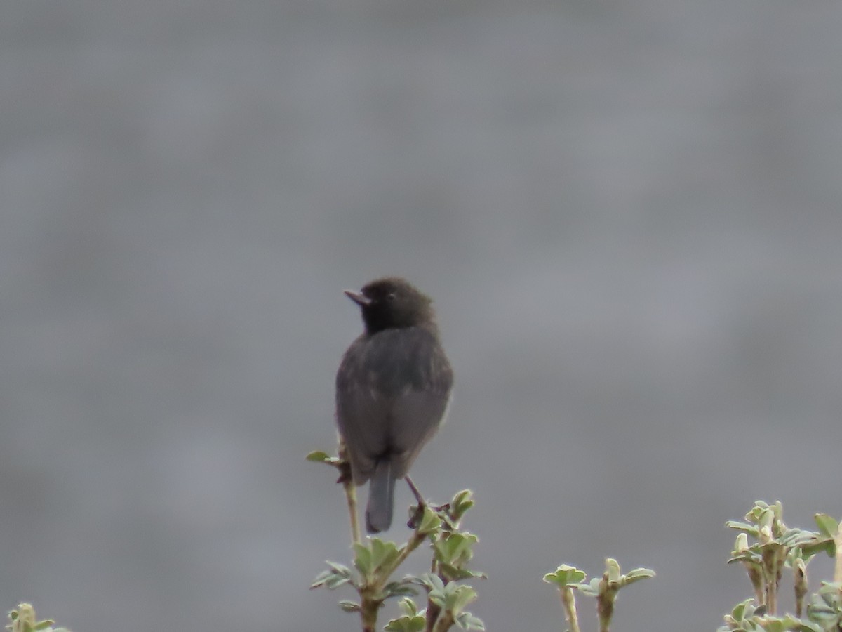 Black Flowerpiercer - ML645803480