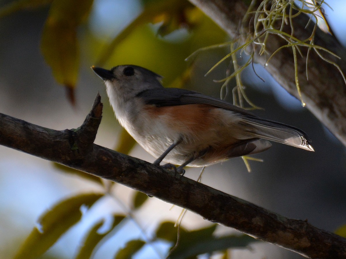 Tufted Titmouse - ML645803482