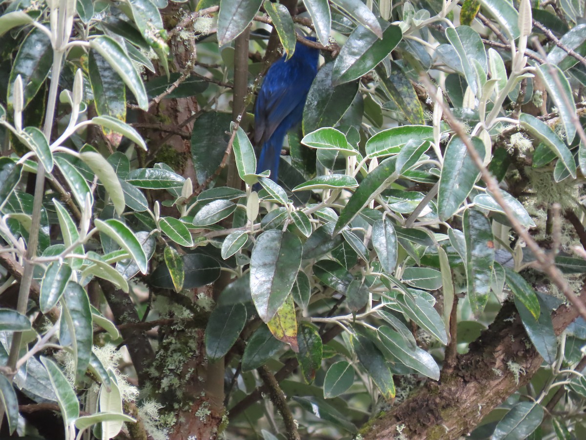 Tit-like Dacnis - ML645803486