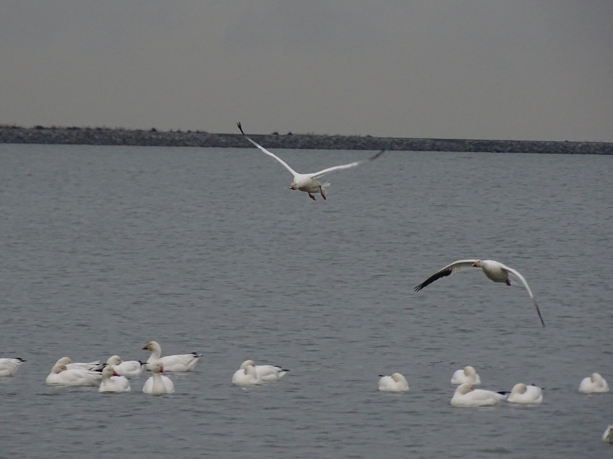 Цасны галуу - ML645803497