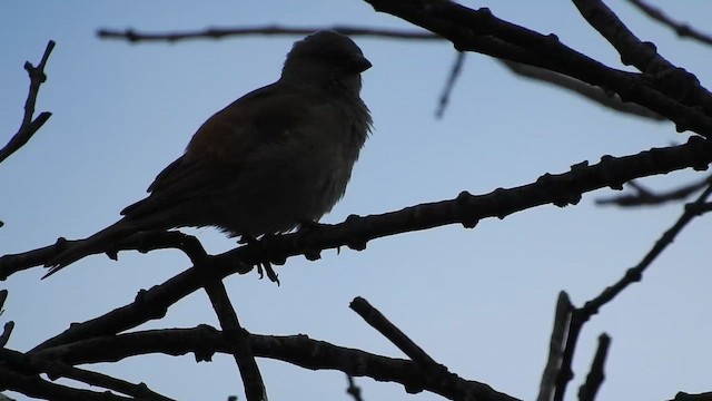 Дамарский воробей - ML645803501