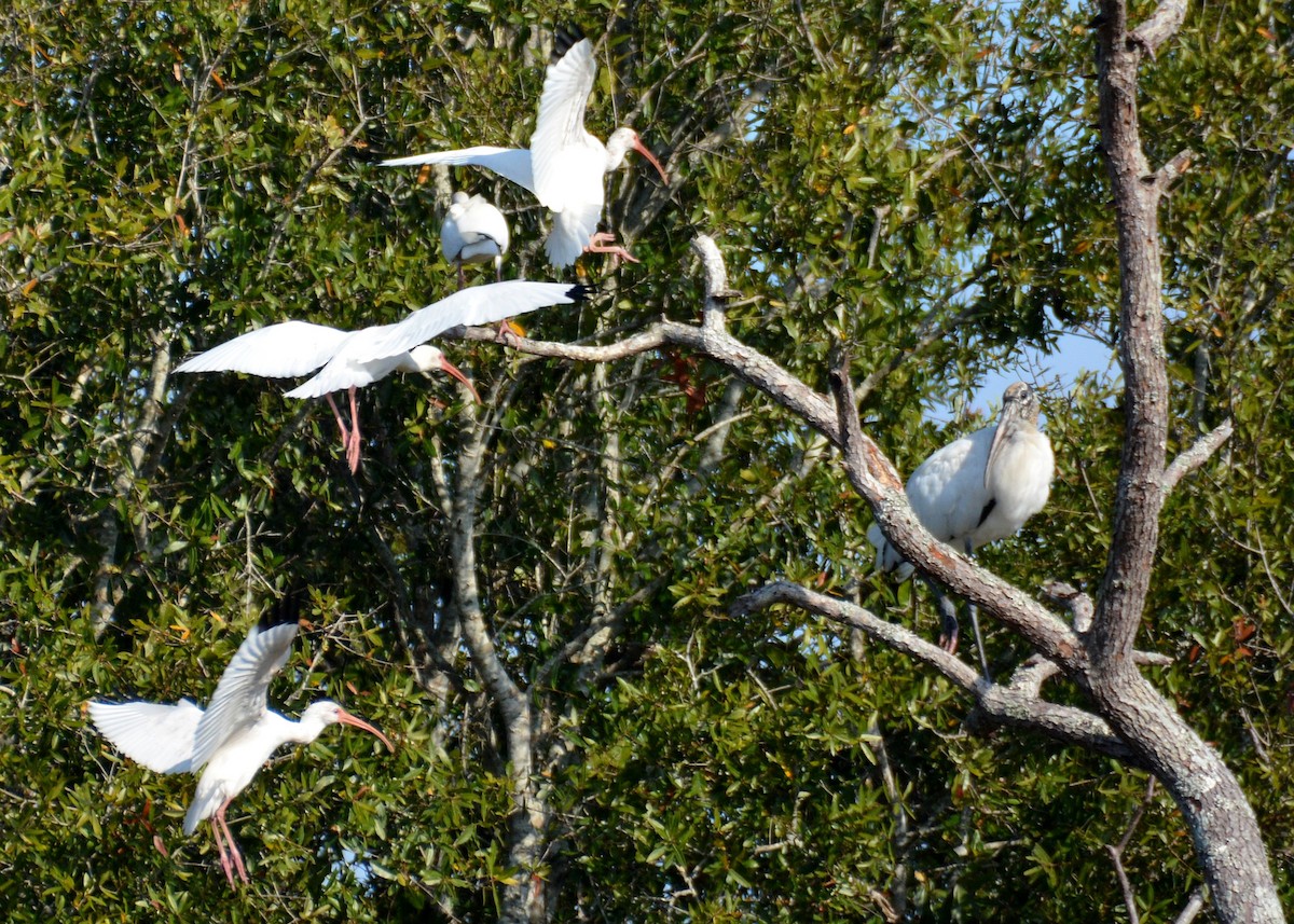 White Ibis - ML645803509