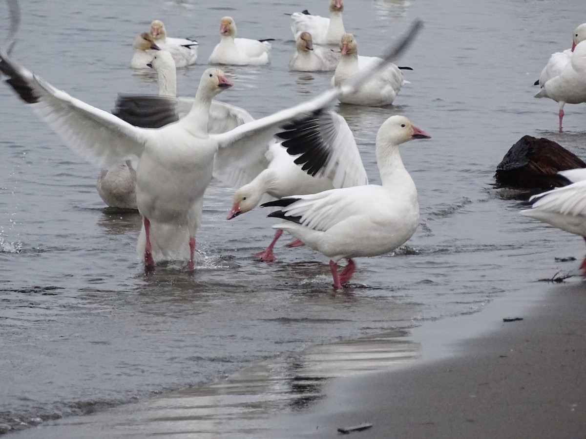 Цасны галуу - ML645803510