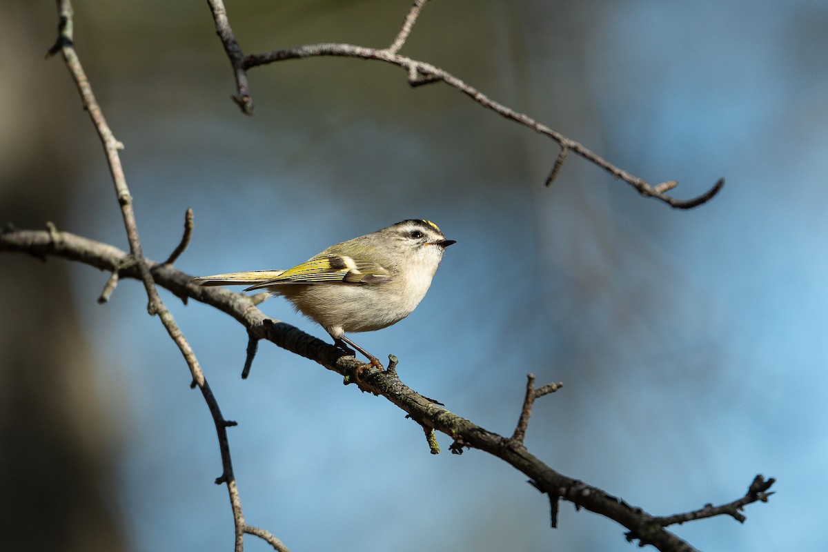Golden-crowned Kinglet - ML645803511