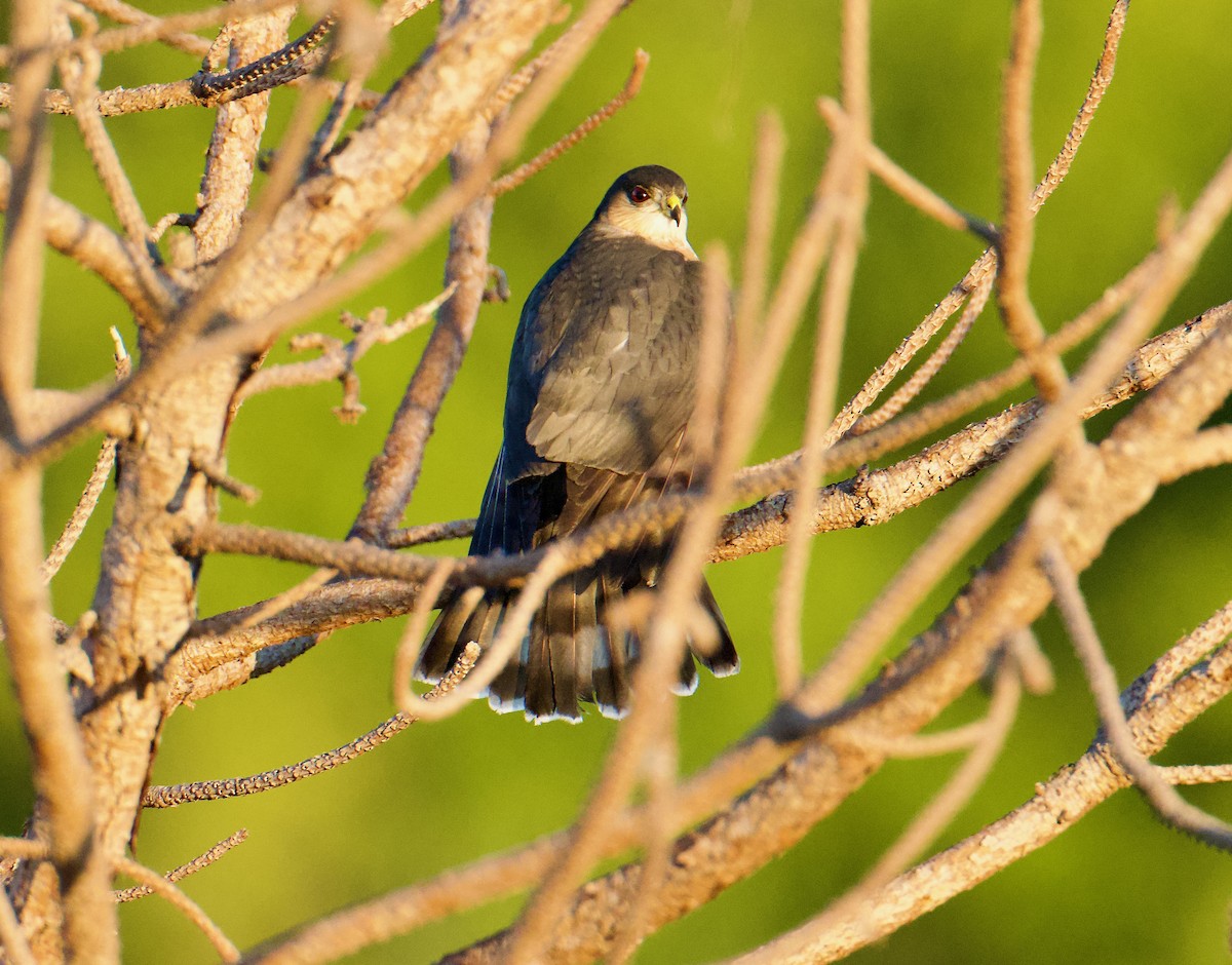 Sharp-shinned Hawk - ML645803514