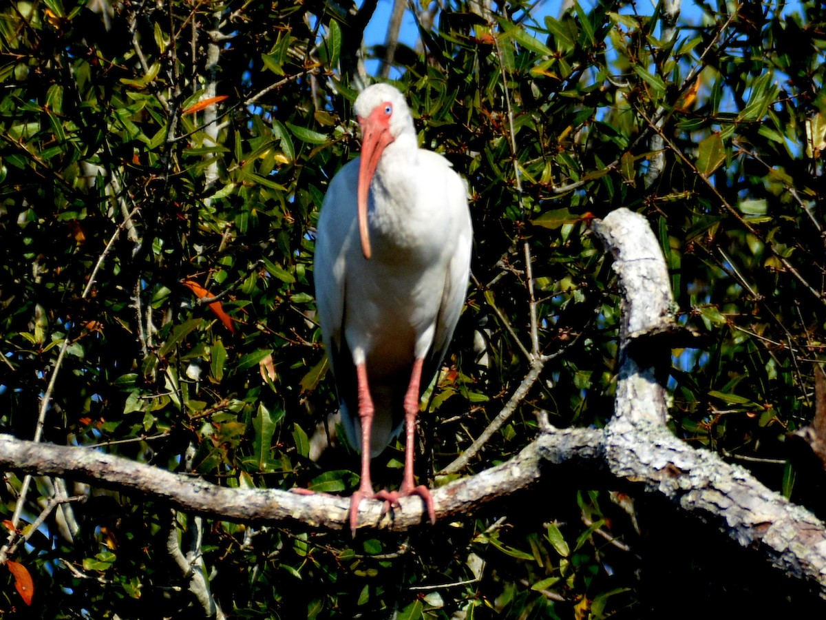 White Ibis - ML645803515