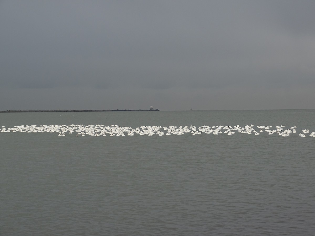 Цасны галуу - ML645803516