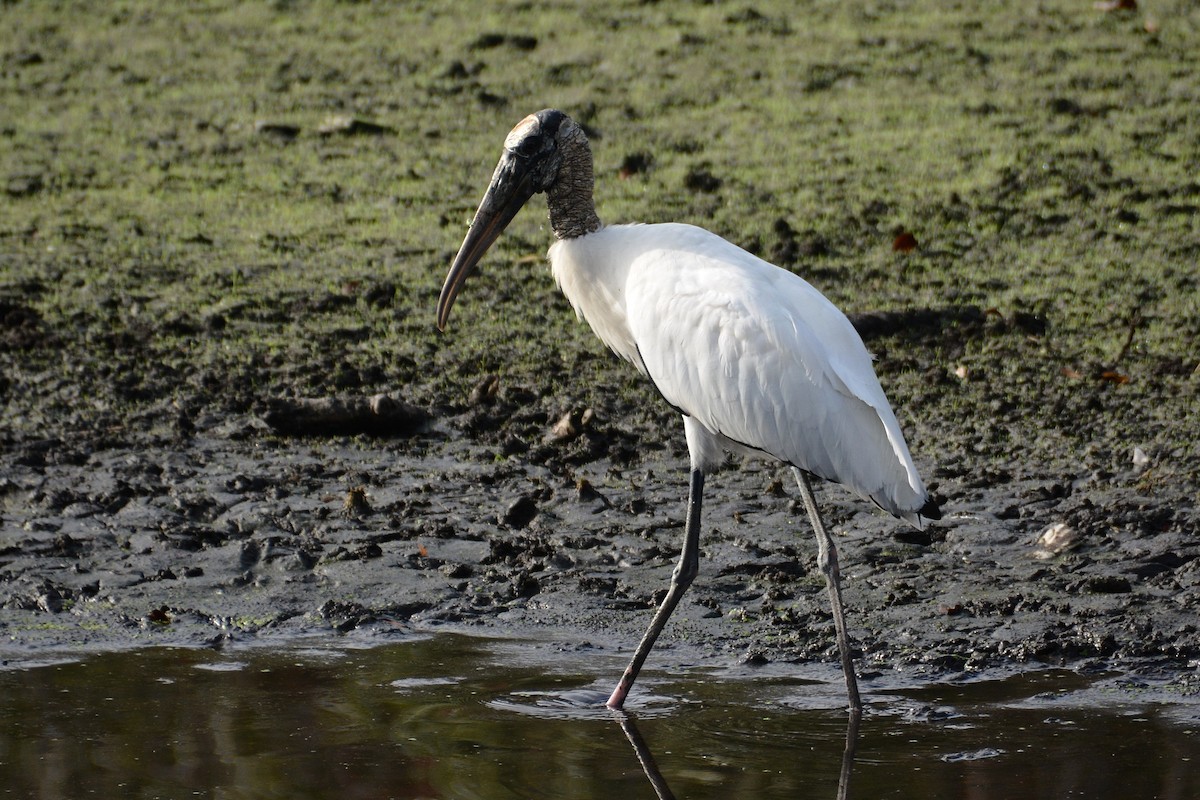 Wood Stork - ML645803523