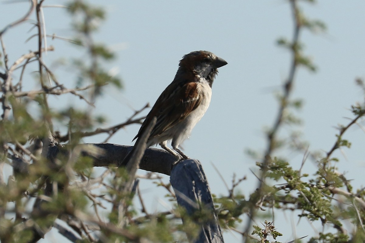 オオスズメ - ML645803527