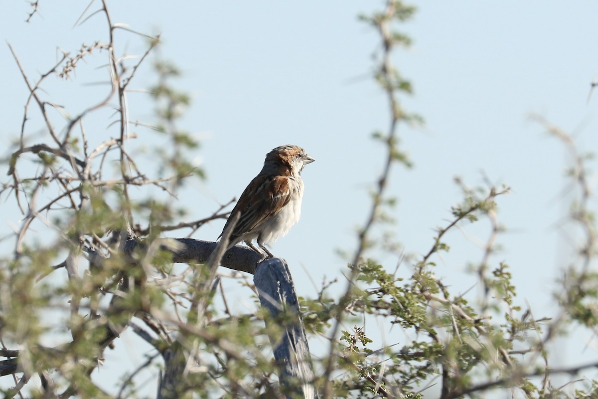 オオスズメ - ML645803528