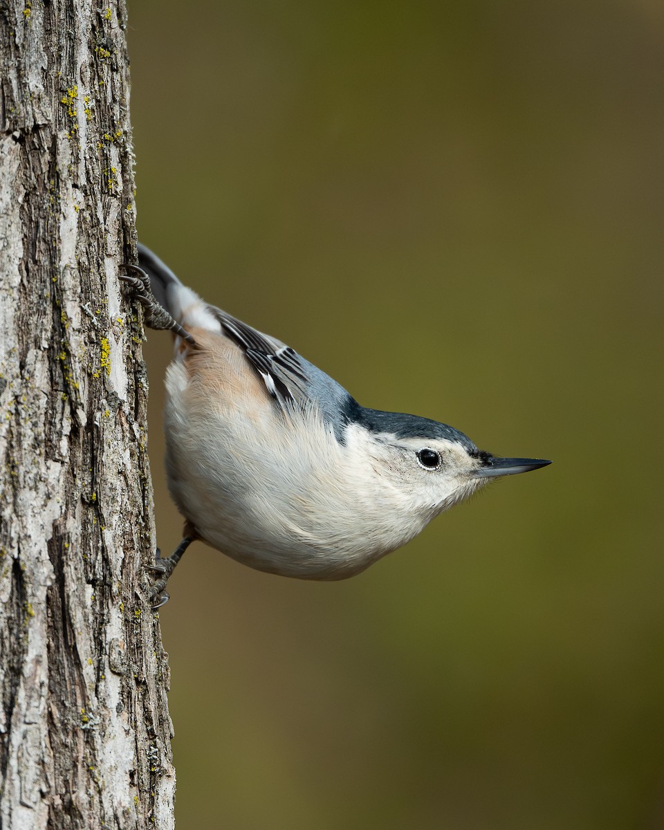 White-breasted Nuthatch - ML645803530