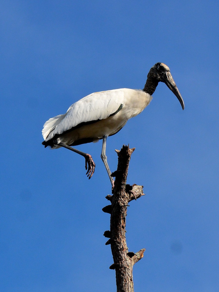Wood Stork - ML645803534