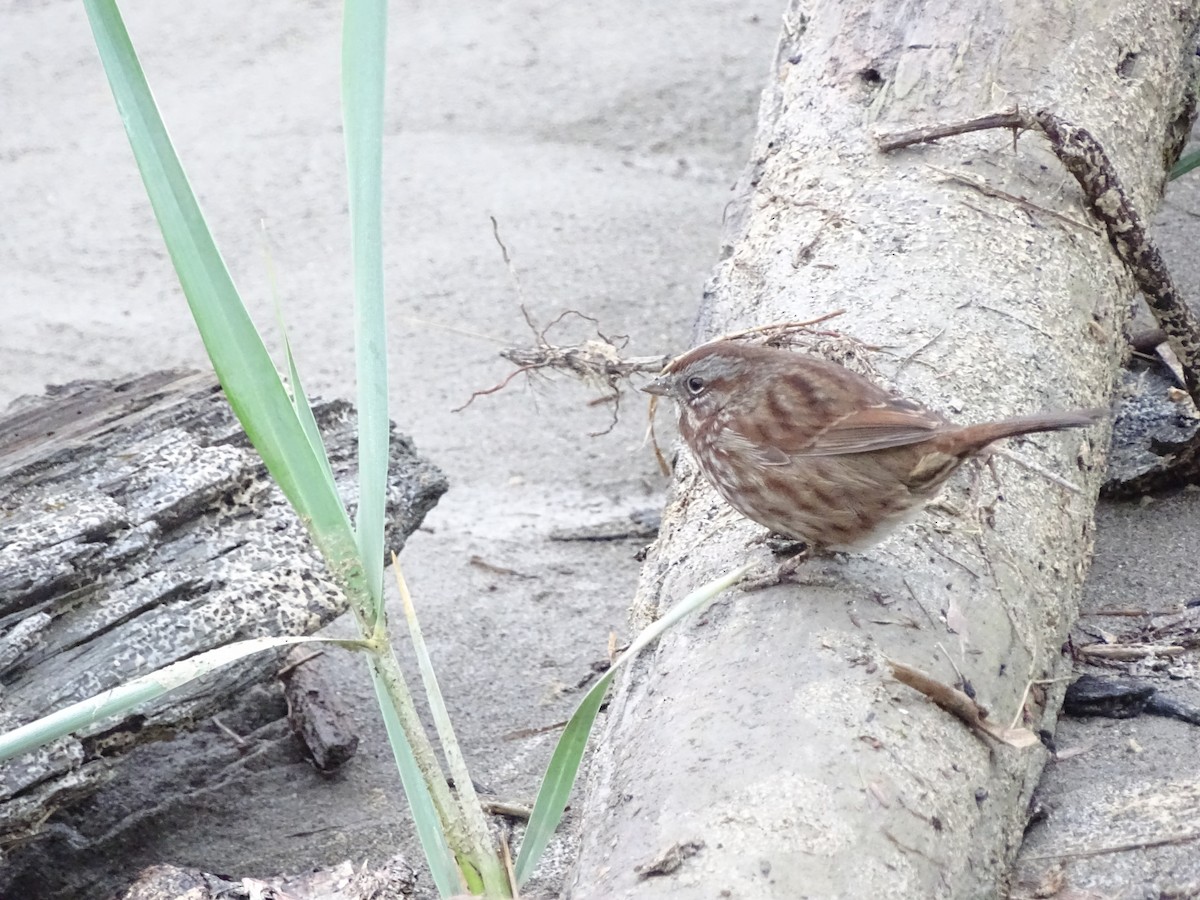 Song Sparrow - ML645803539