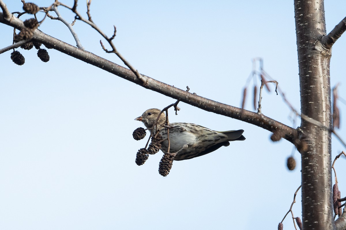Pine Siskin - ML645803541