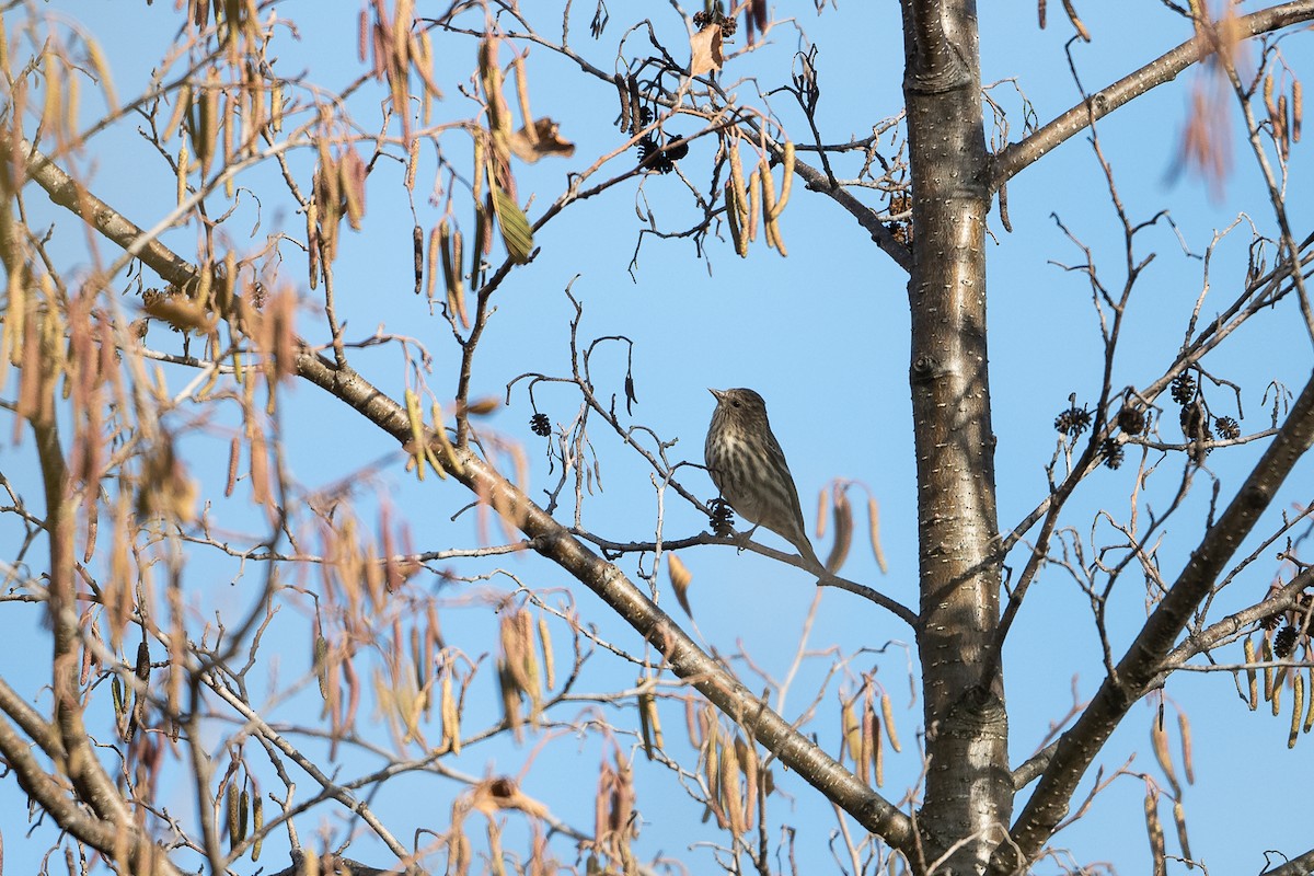 Pine Siskin - ML645803543