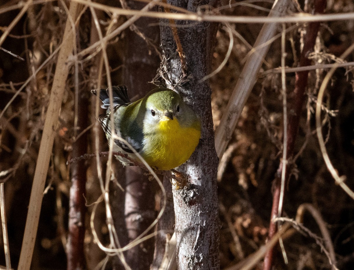 lesňáček lišejníkový - ML645803544