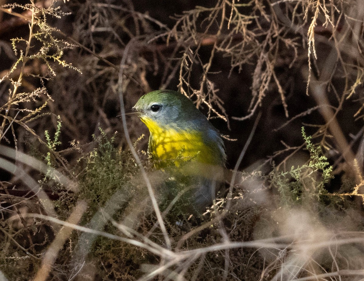 lesňáček lišejníkový - ML645803545