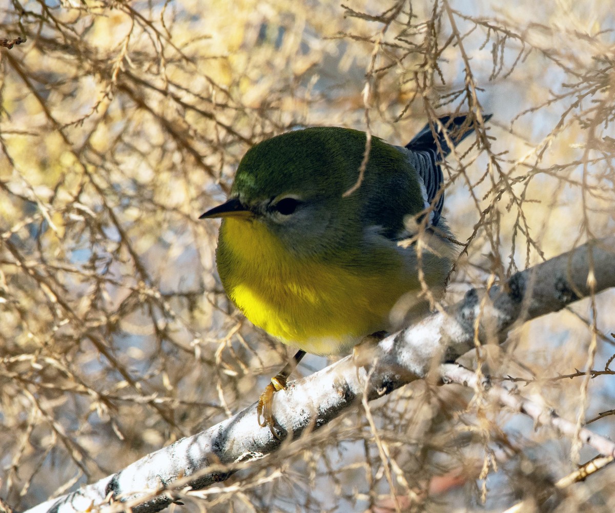 lesňáček lišejníkový - ML645803546