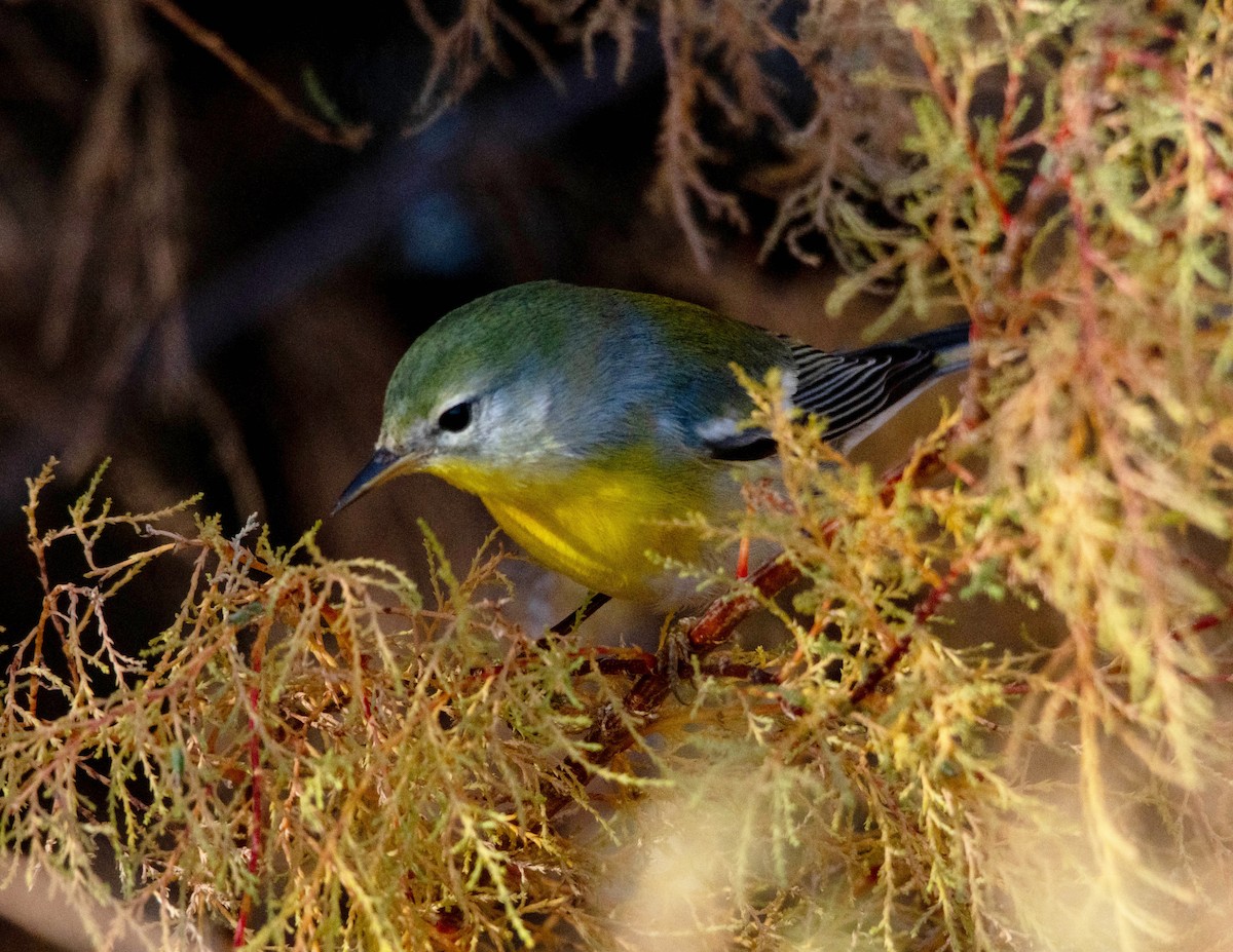 lesňáček lišejníkový - ML645803547