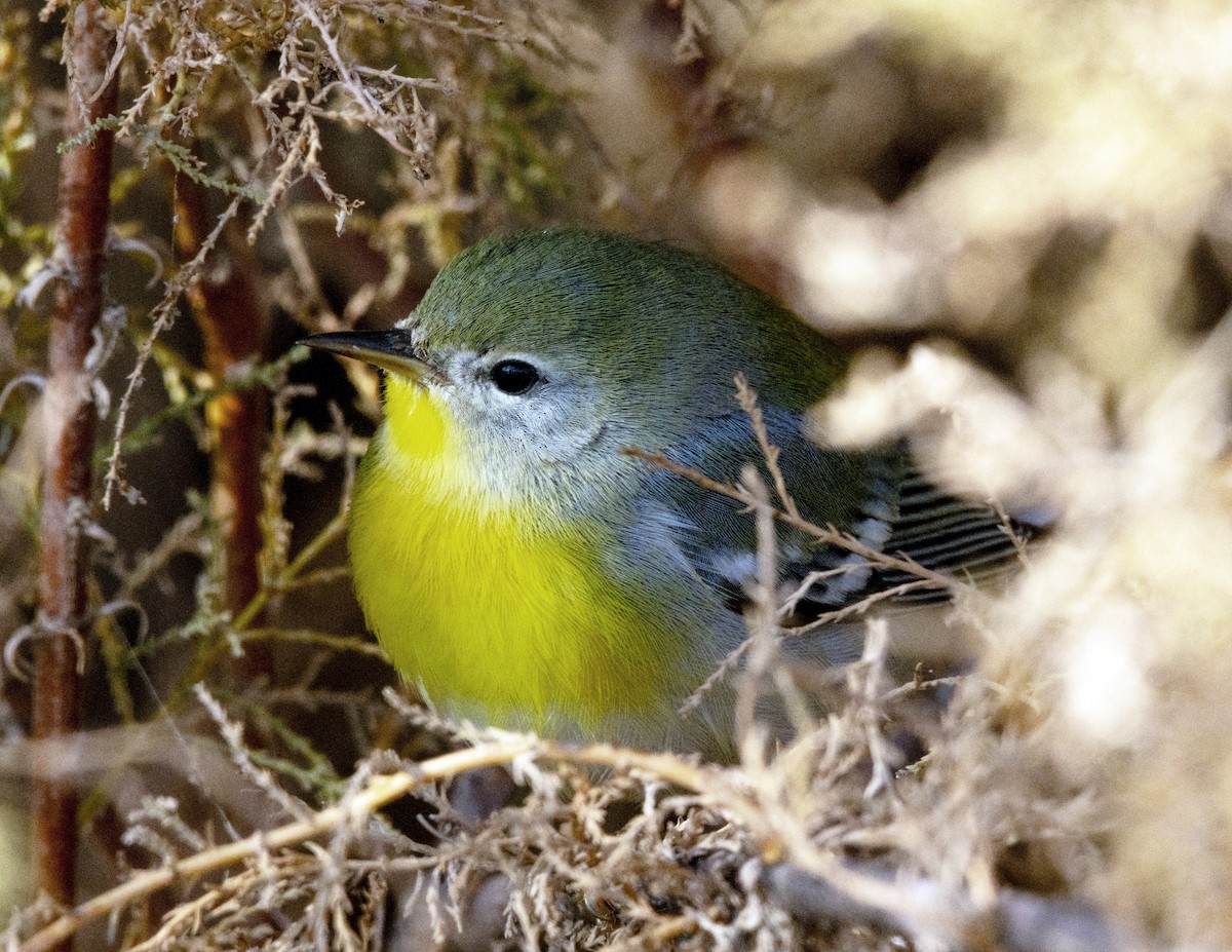 lesňáček lišejníkový - ML645803548