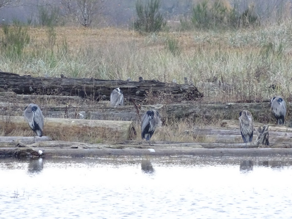 Great Blue Heron - ML645803549