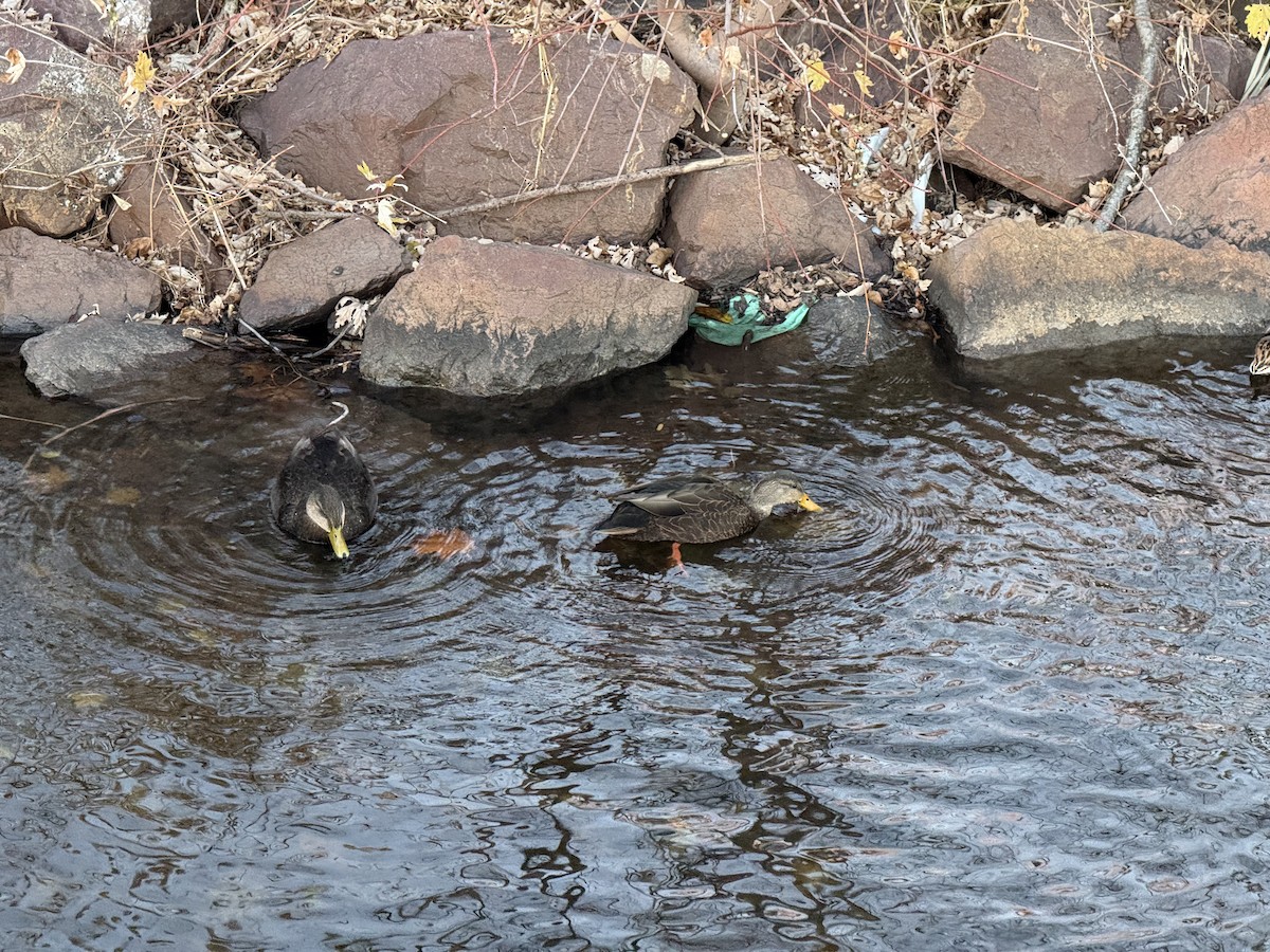 American Black Duck - ML645803550
