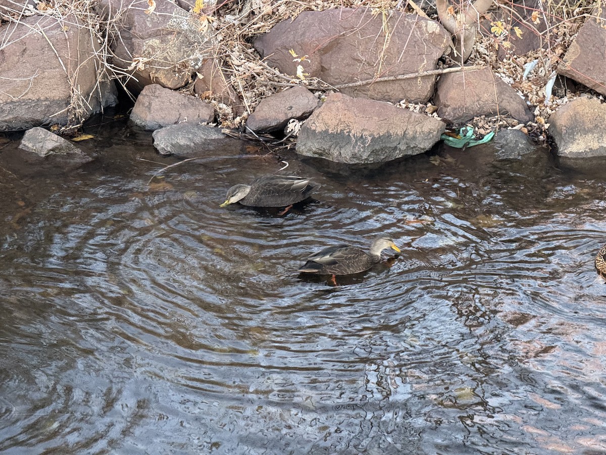 American Black Duck - ML645803551
