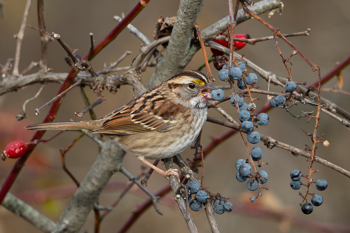 White-throated Sparrow - ML645803559