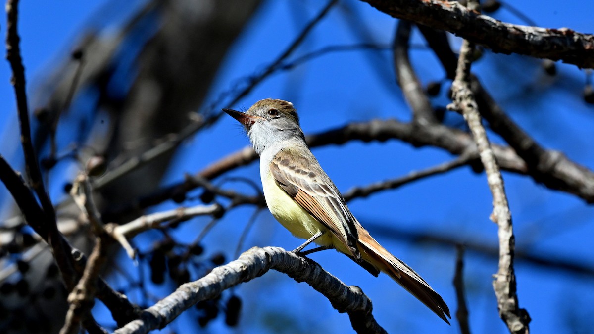 Nutting's Flycatcher - ML645803561