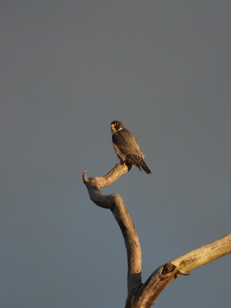 Peregrine Falcon - ML645803567