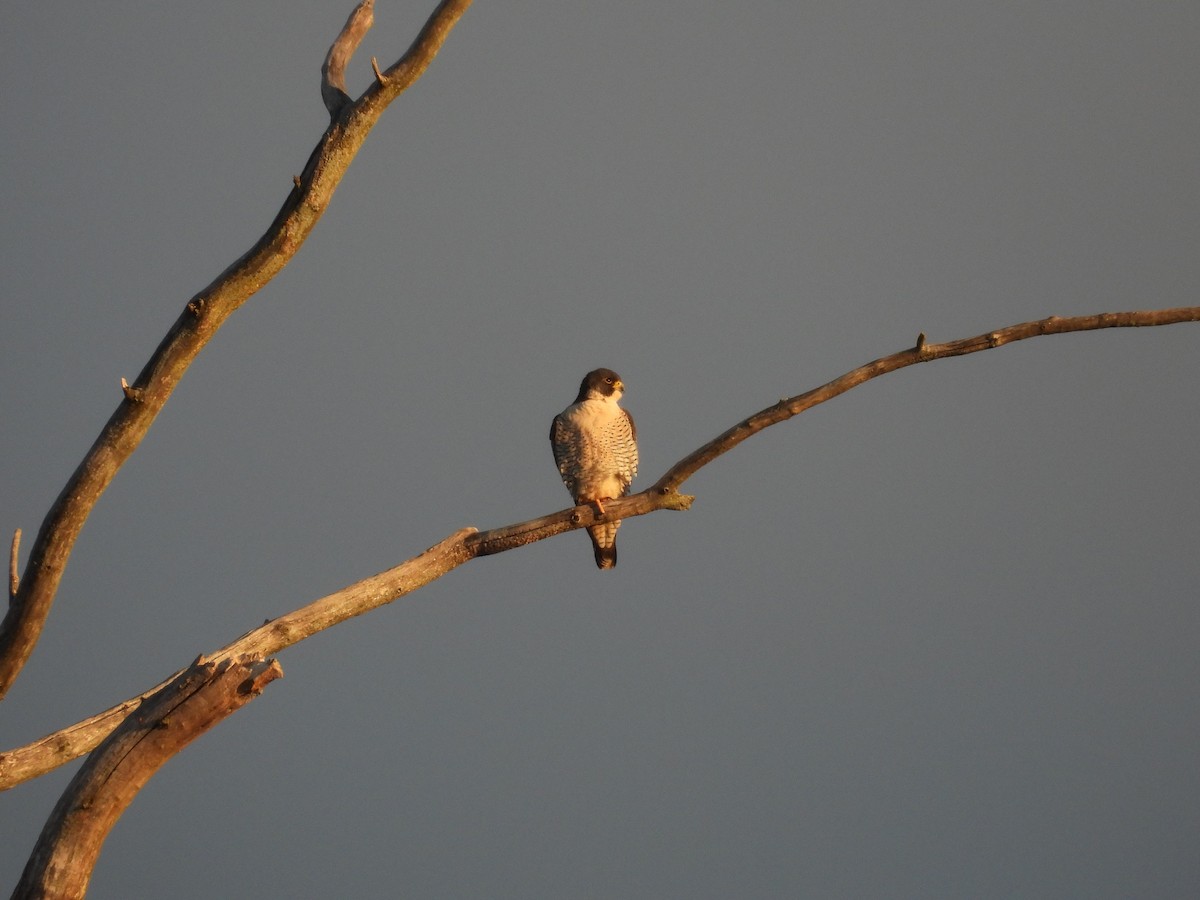 Peregrine Falcon - ML645803568