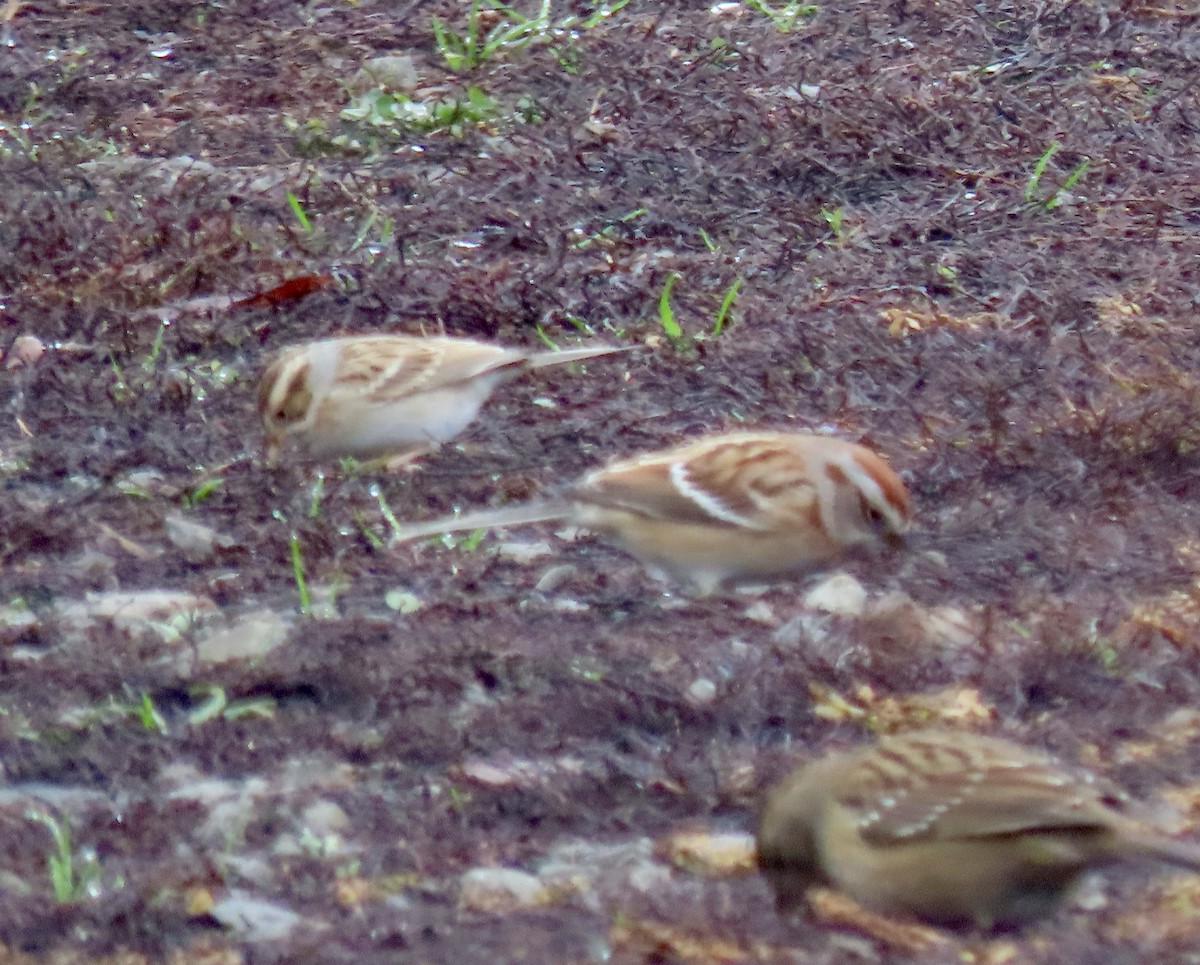 American Tree Sparrow - ML645803571