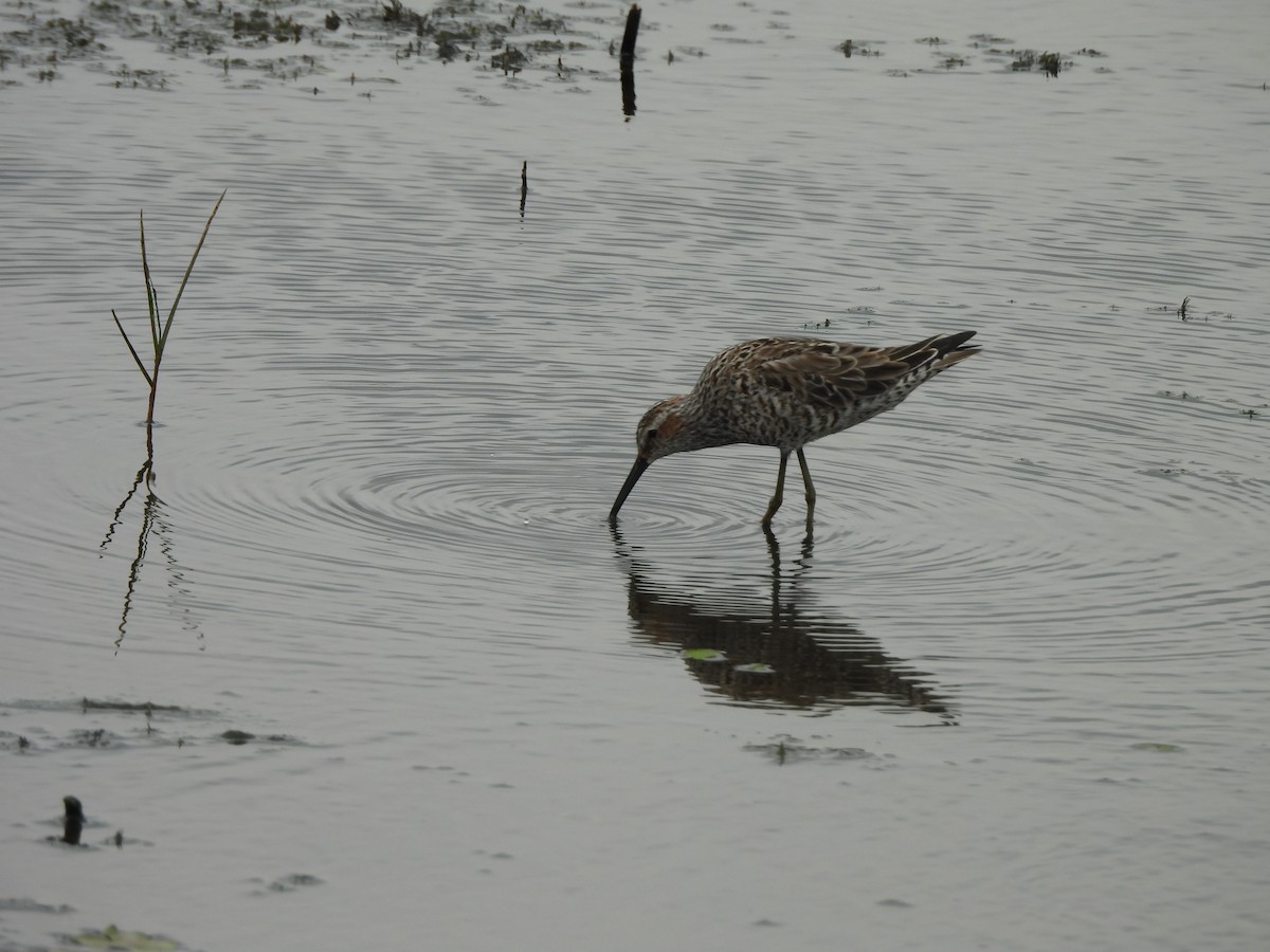 Stilt Sandpiper - ML645803574