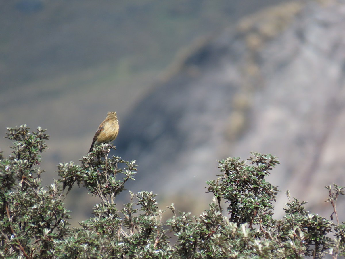 Brown-backed Chat-Tyrant - ML645803577