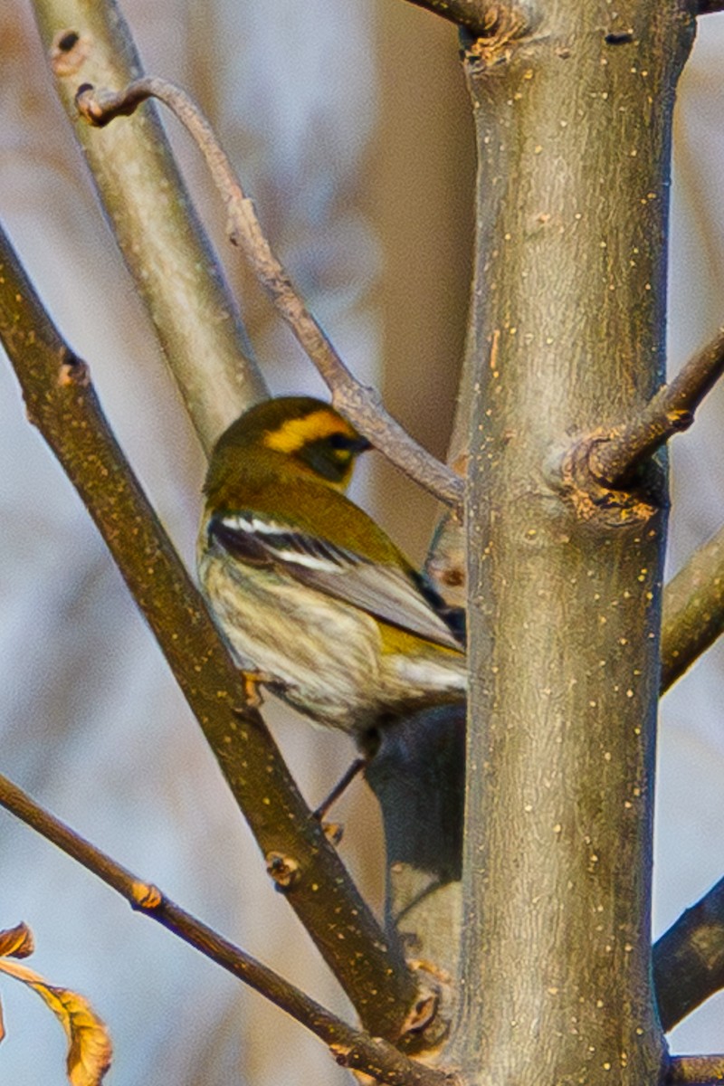 Townsend's Warbler - ML645803579