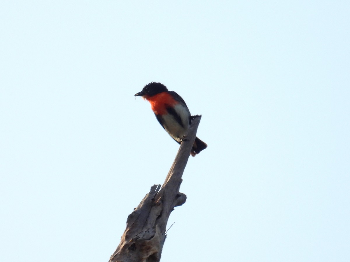 Mistletoebird - ML645803588