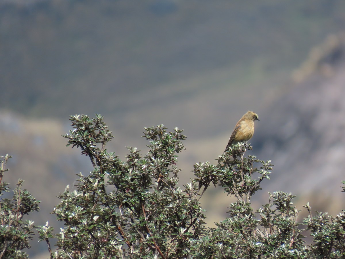 Brown-backed Chat-Tyrant - ML645803589