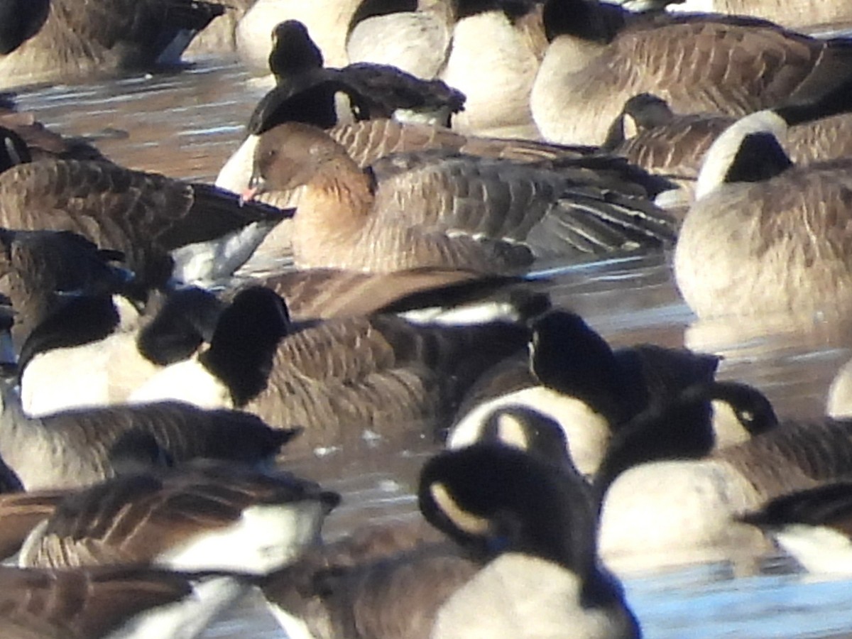 Pink-footed Goose - ML645803605