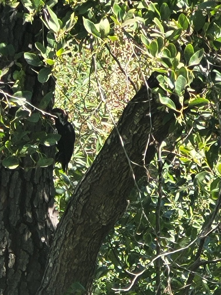 Pileated Woodpecker - ML645803607