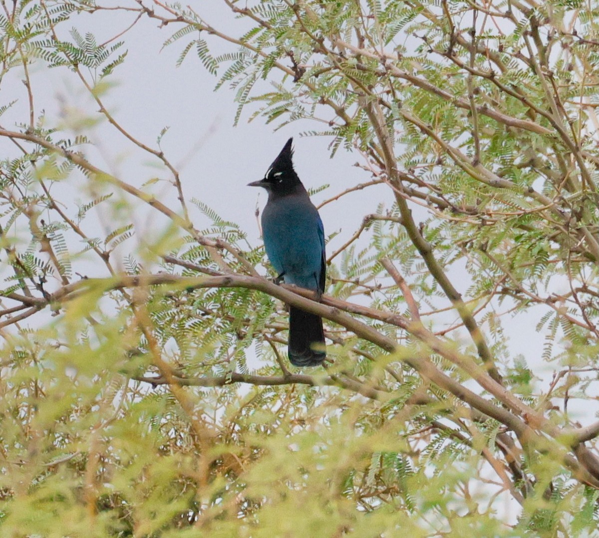 Steller's Jay - ML645803610