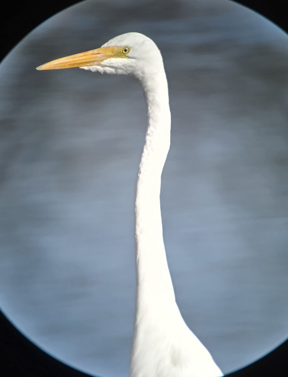 Garceta Grande (americana) - ML645803621