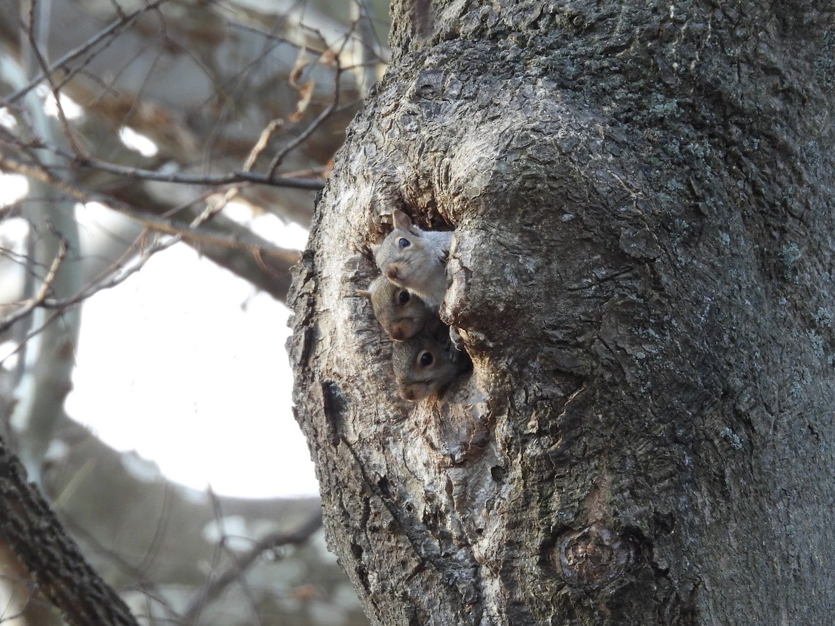 Squirrels - ML645803622