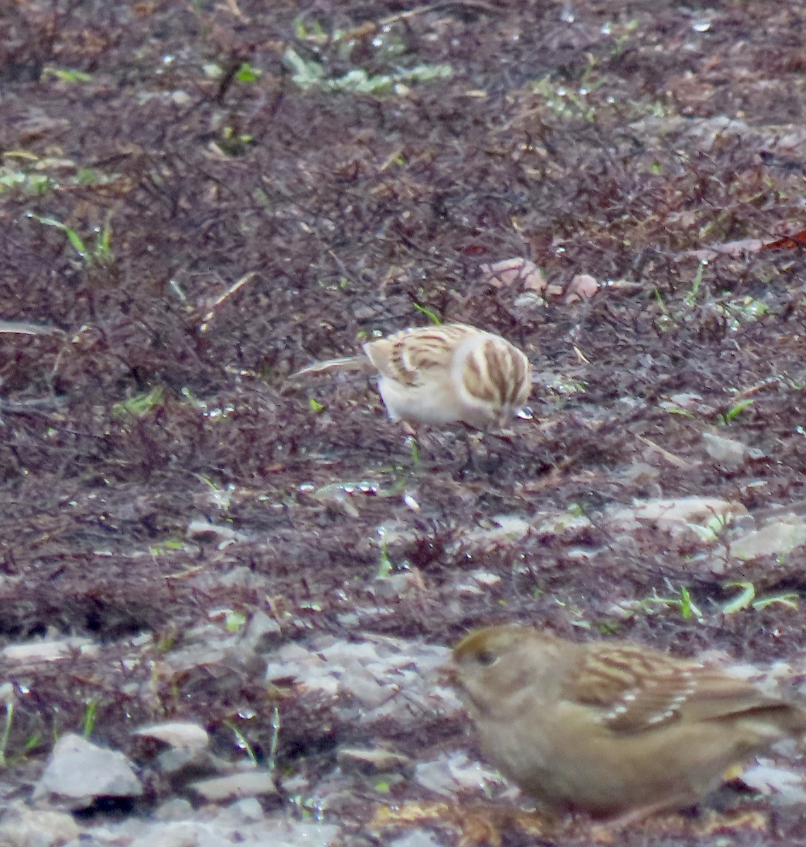 Clay-colored Sparrow - ML645803623