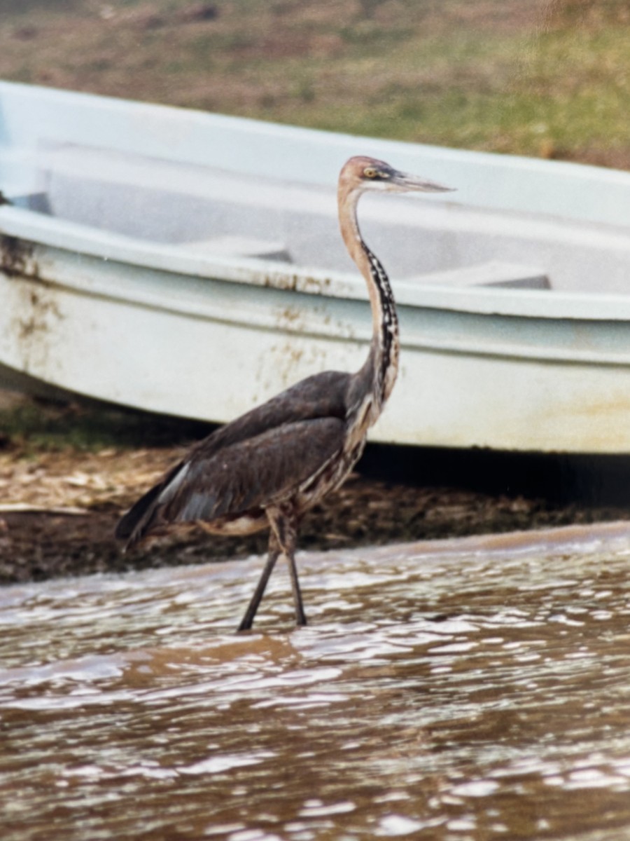Goliath Heron - ML645803635