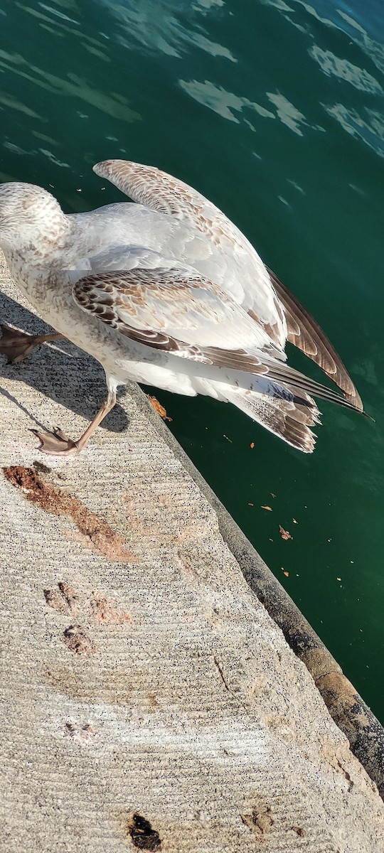 Ring-billed Gull - ML645803638