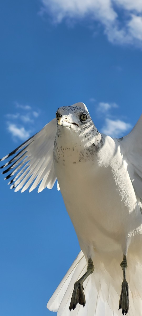 Ring-billed Gull - ML645803639
